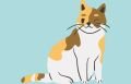 Kedi Kuru Mamaları
